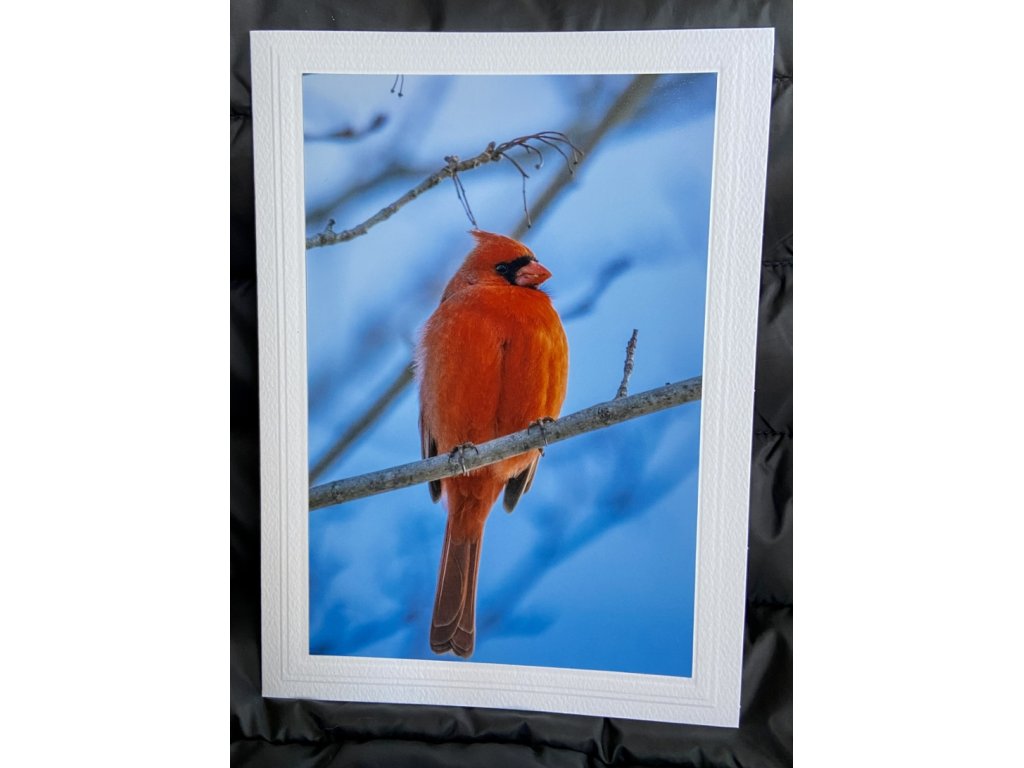 Northern Cardinal Greeting Card- Blank Inside