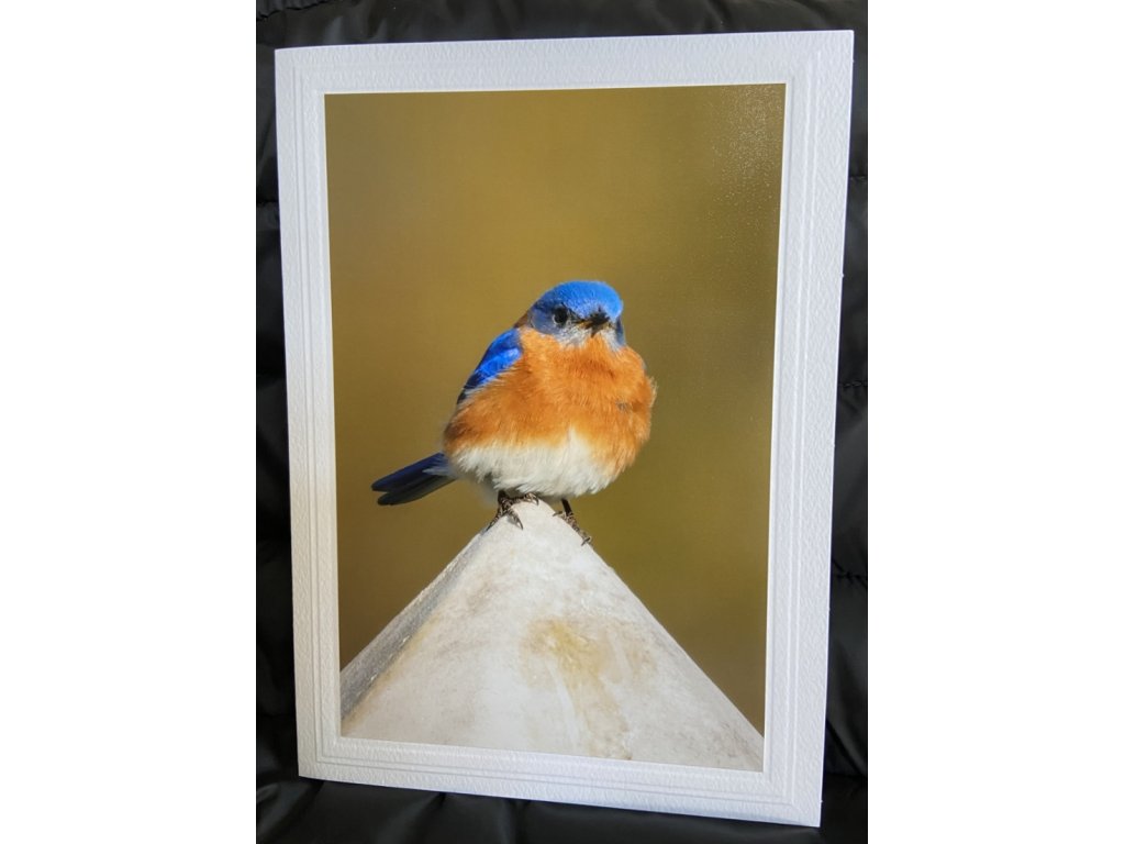 Eastern Bluebird Greeting Card- Blank Inside