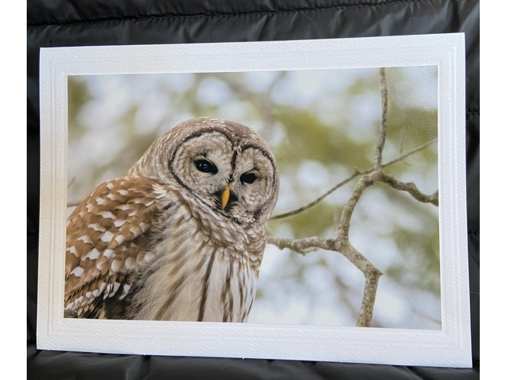 Barred Owl Greeting Card- Blank Inside