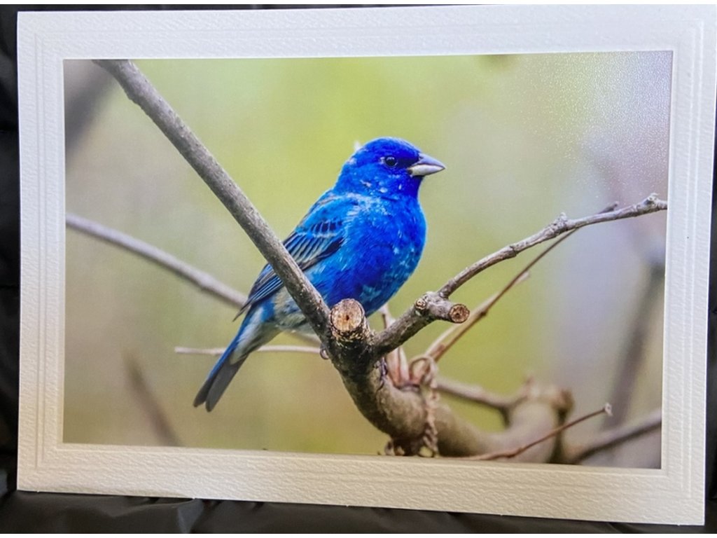 Indigo Bunting Greeting Card- Blank Inside