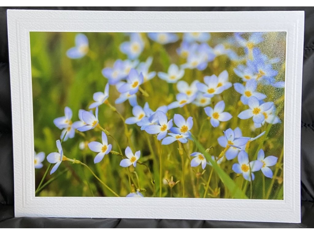 Field of Bluets Greeting Card- Blank Inside