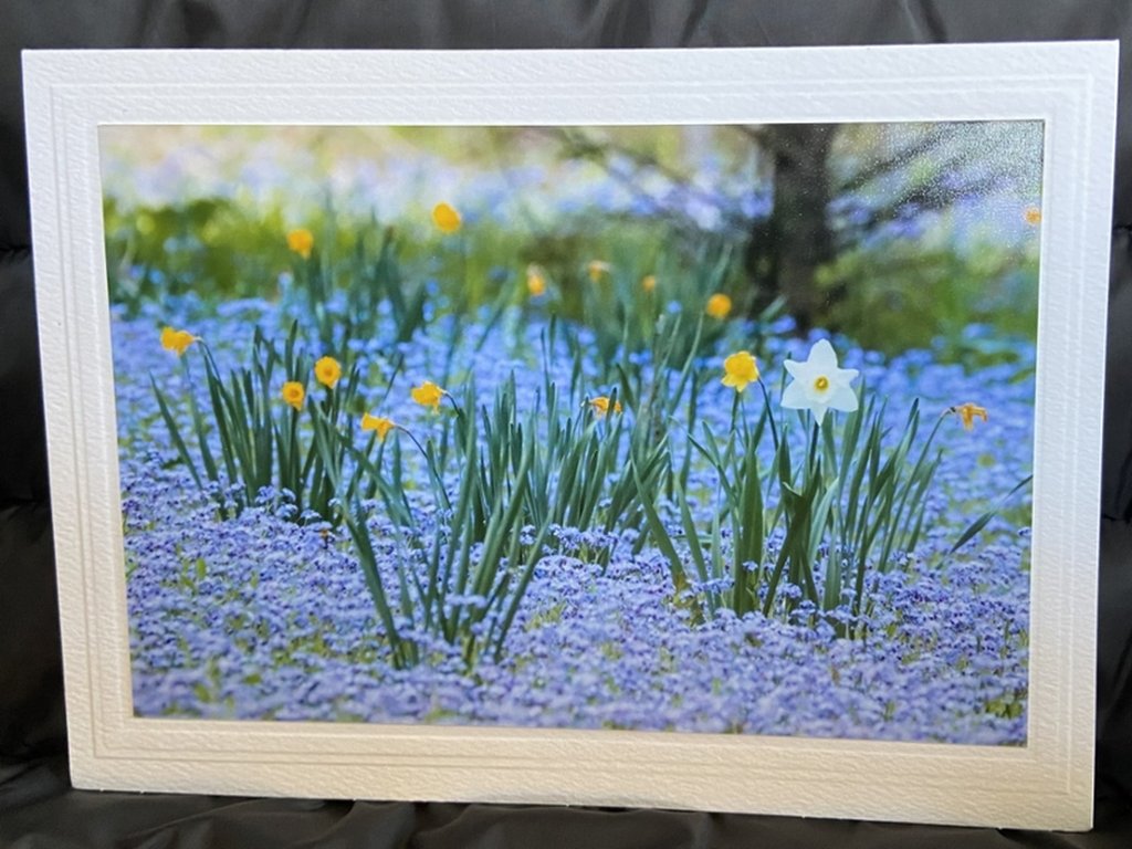 Field of Beauty Greeting Card- Blank Inside
