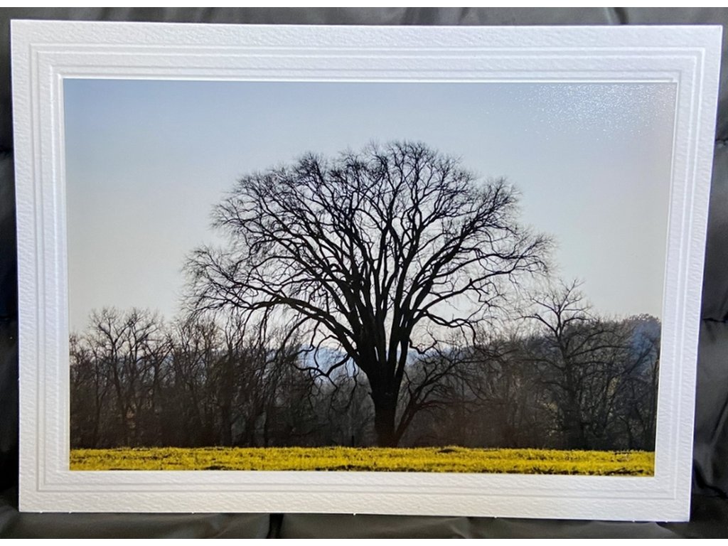 Tree of Life Greeting Card- Blank Inside