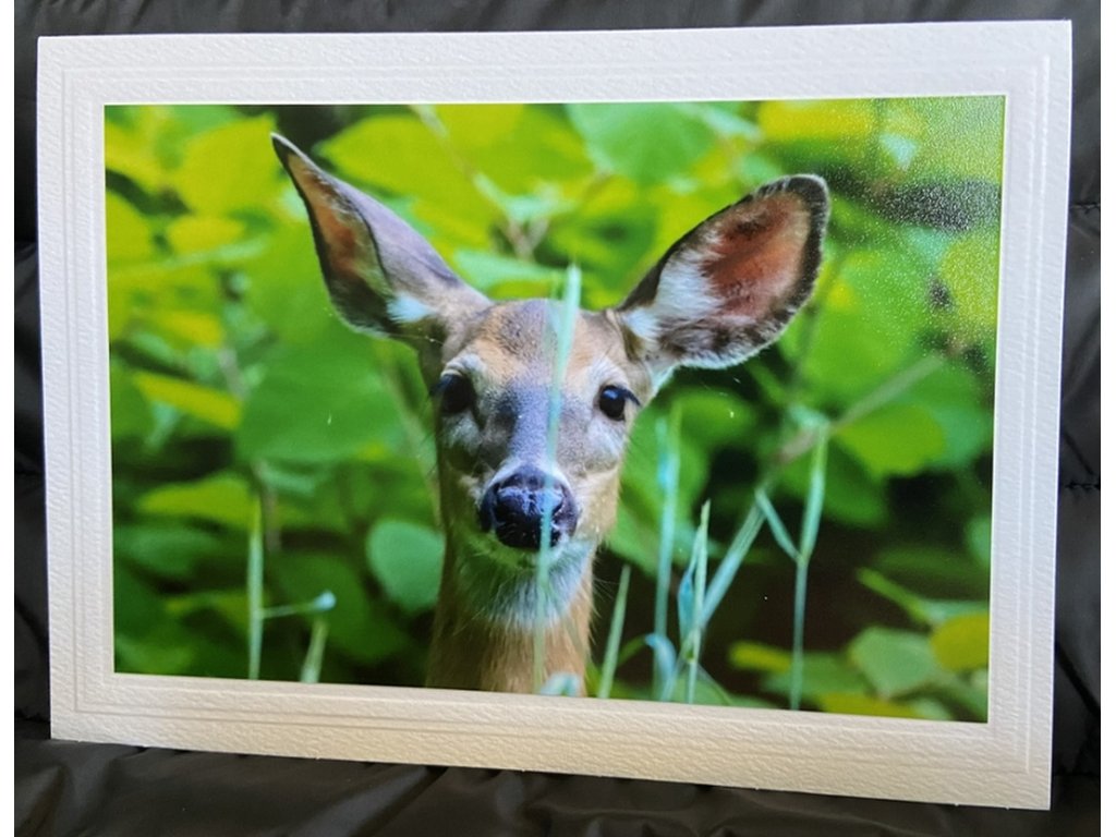 Doe a Deer Greeting Card- Blank Inside