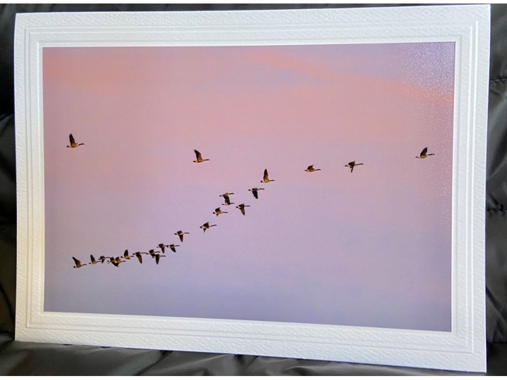 Geese at Sunset Greeting Card- Blank Inside