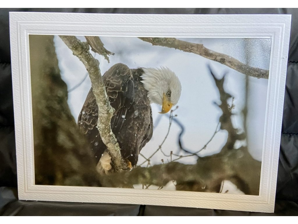 Photography Greeting Cards collection - Browse 74 quality gifts at Homespun by Andy's
