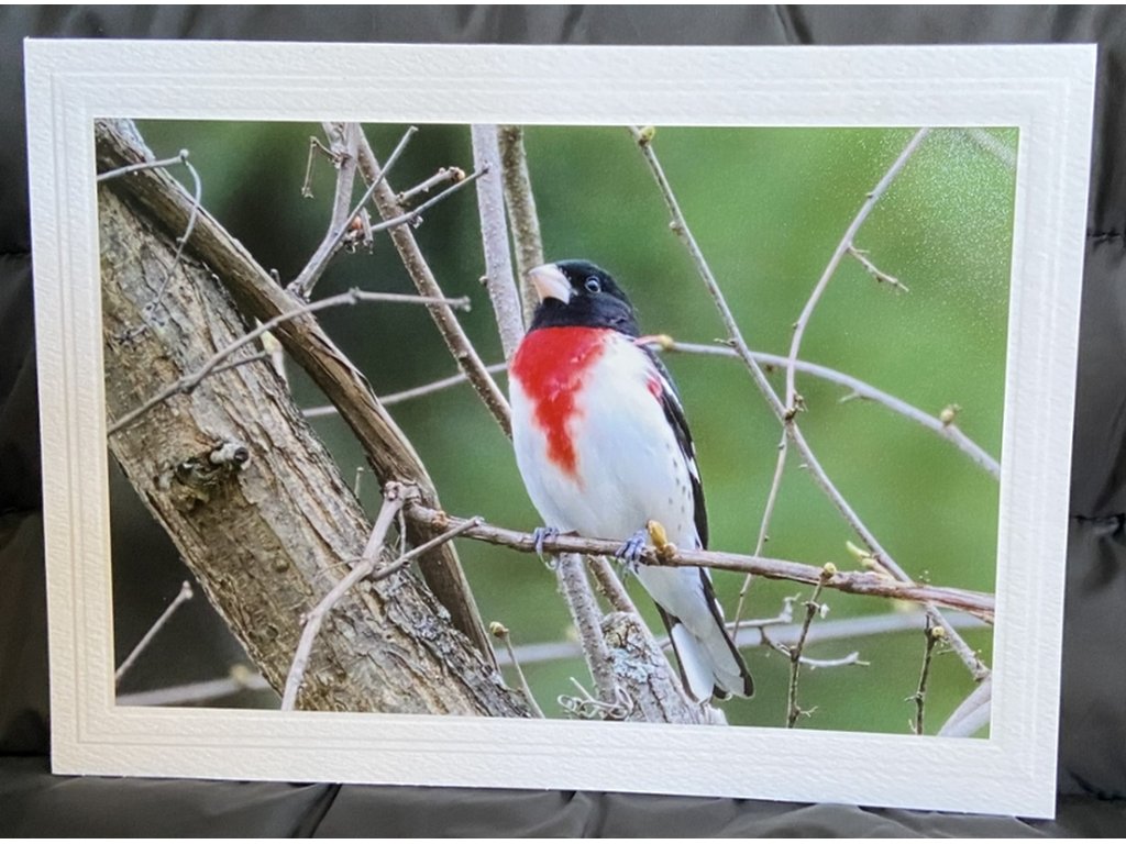 Rose-Breasted Grosbeak Greeting Card- Blank Inside