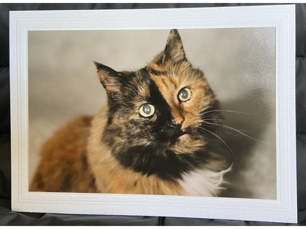 Bailey the Cat Greeting Card- Blank Inside