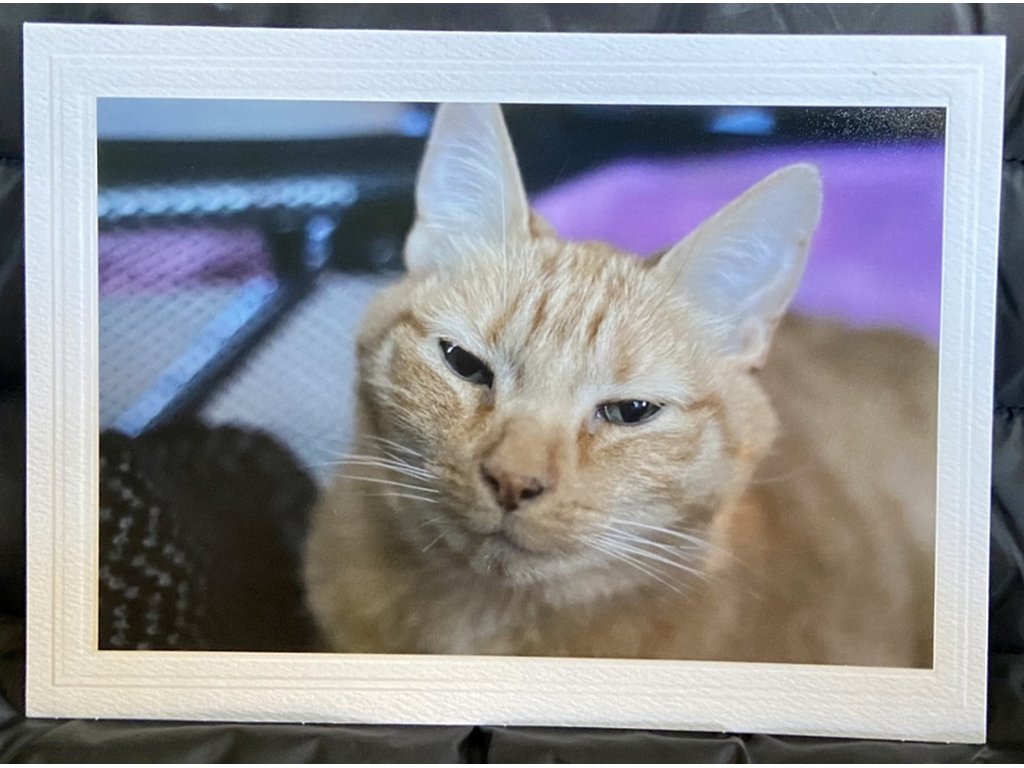 Peanut the Cat Greeting Card- Blank Inside