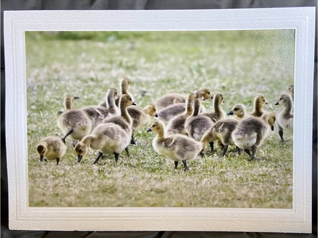 Goslings Greeting Card- Blank Inside