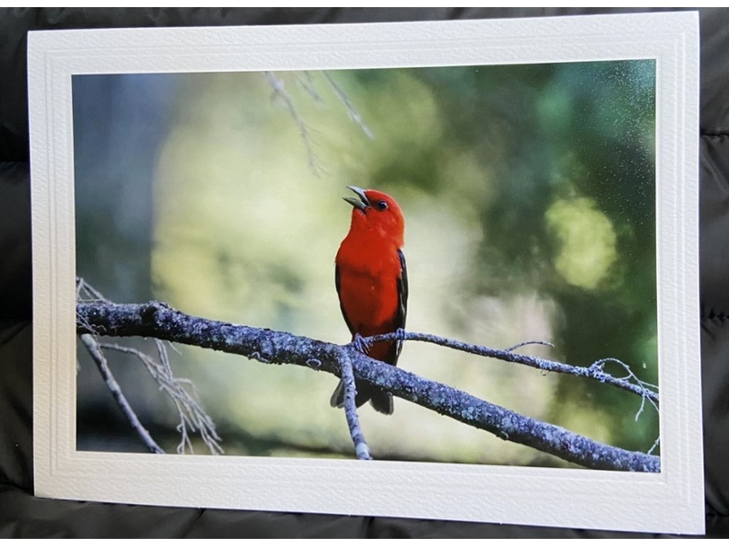 Scarlet Tanager Greeting Card- Blank Inside