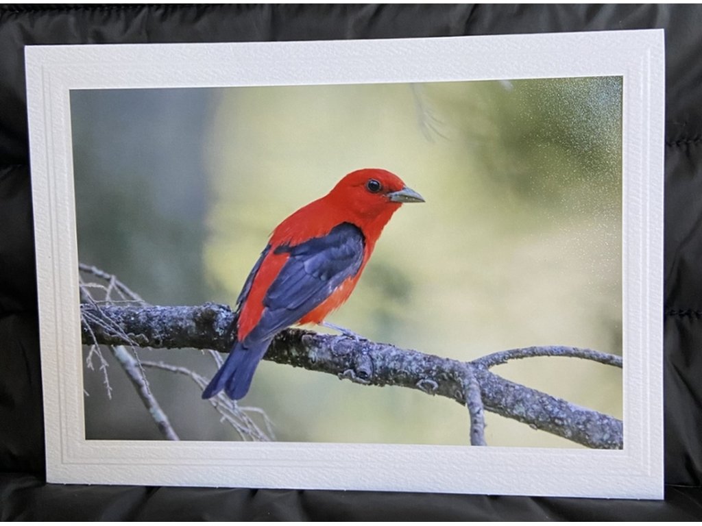 Scarlet Tanager II Greeting Card- Blank Inside