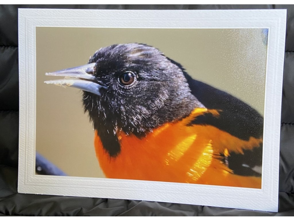 Baltimore Oriole Greeting Card- Blank Inside