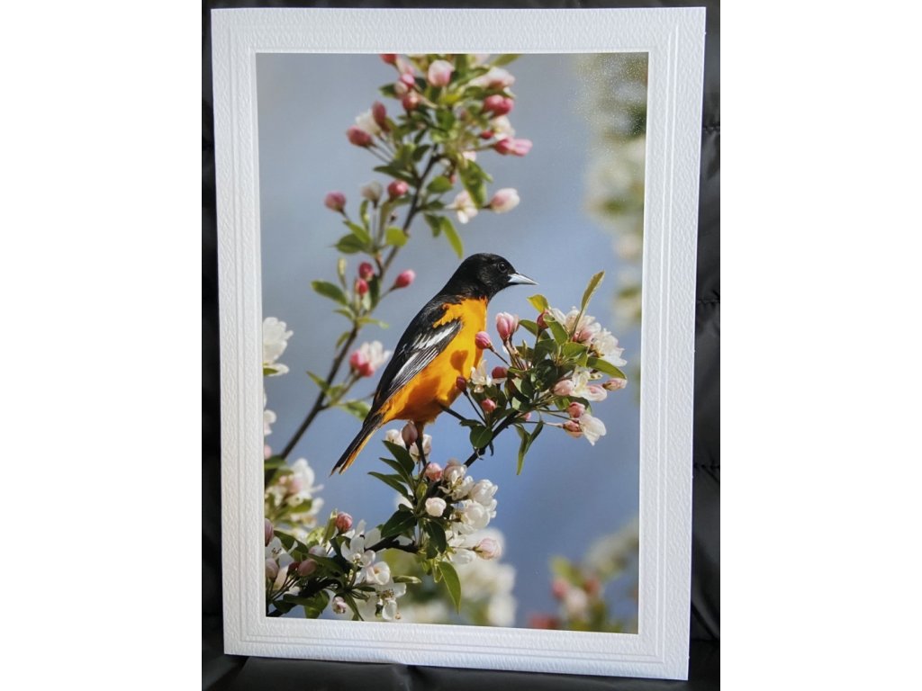 Baltimore Oriole II Greeting Card- Blank Inside