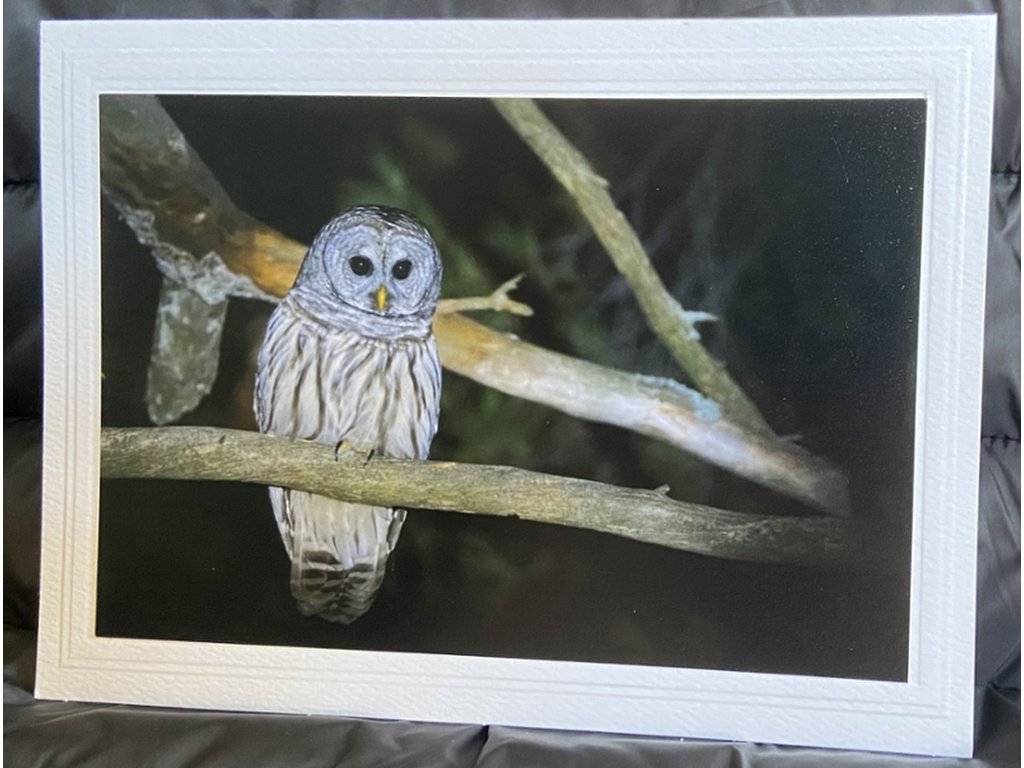 Owl in the Night Greeting Card- Blank Inside