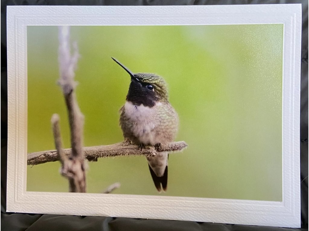 Tiny Hummingbird Greeting Card- Blank Inside