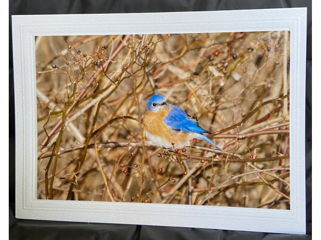 Bluebird & Berries Greeting Card- Blank Inside