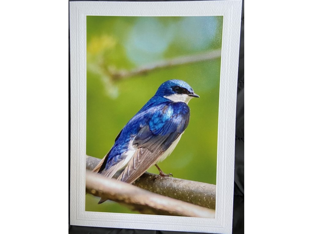 Tree Swallow Greeting Card- Blank Inside