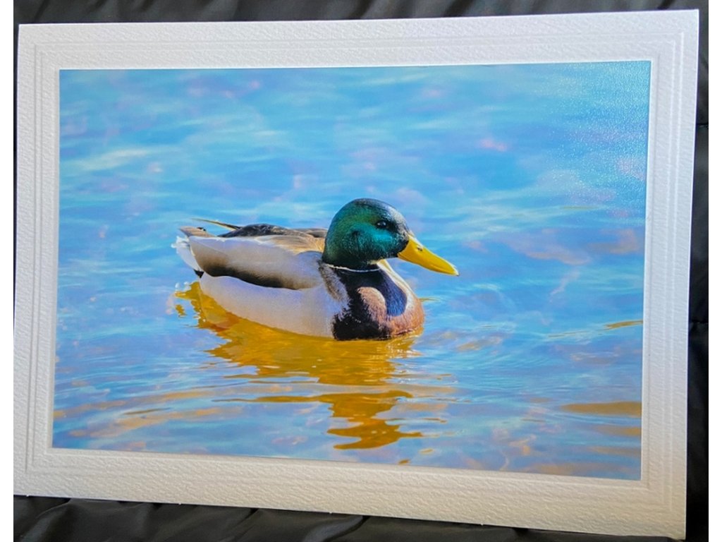 Mallard Duck Greeting Card- Blank Inside