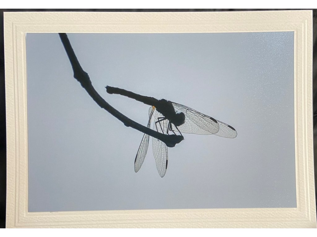 Dragonfly Greeting Card- Blank Inside