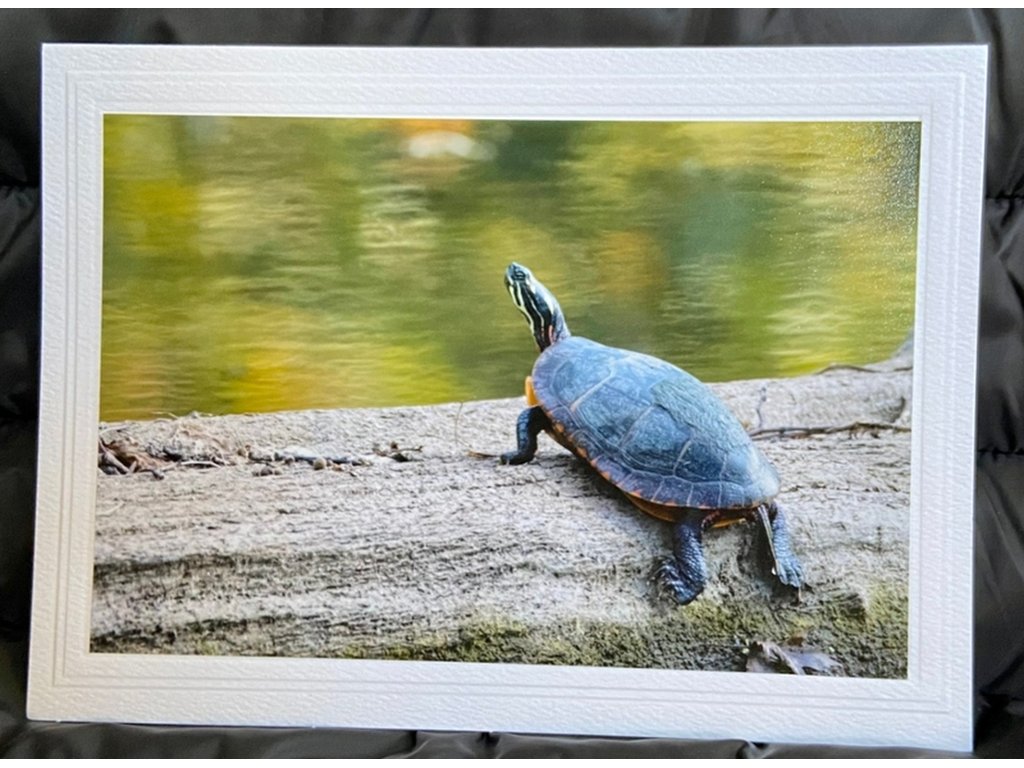 Painted Turtle Greeting Card- Blank Inside