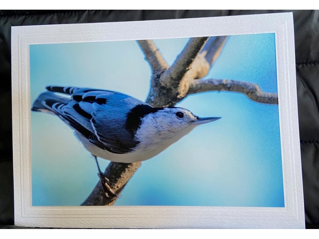 White-Breasted Nuthatch Greeting Card- Blank Inside