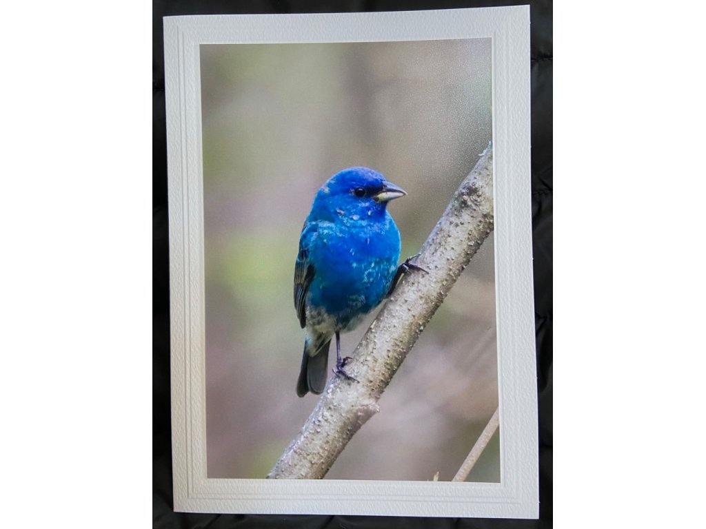 Indigo Bunting II Greeting Card- Blank Inside