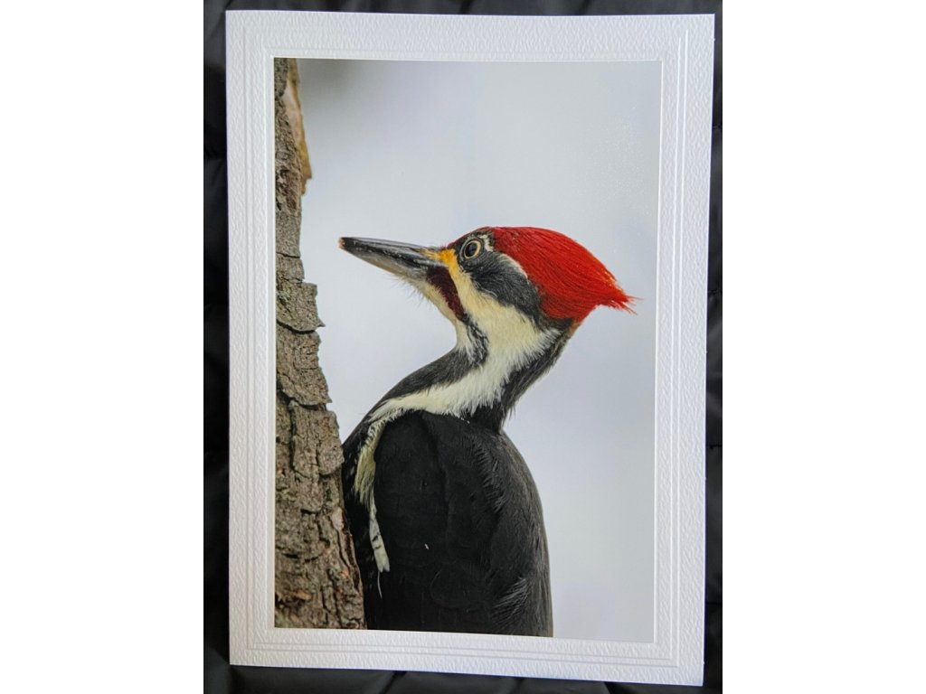 Pileated Woodpecker Greeting Card- Blank Inside