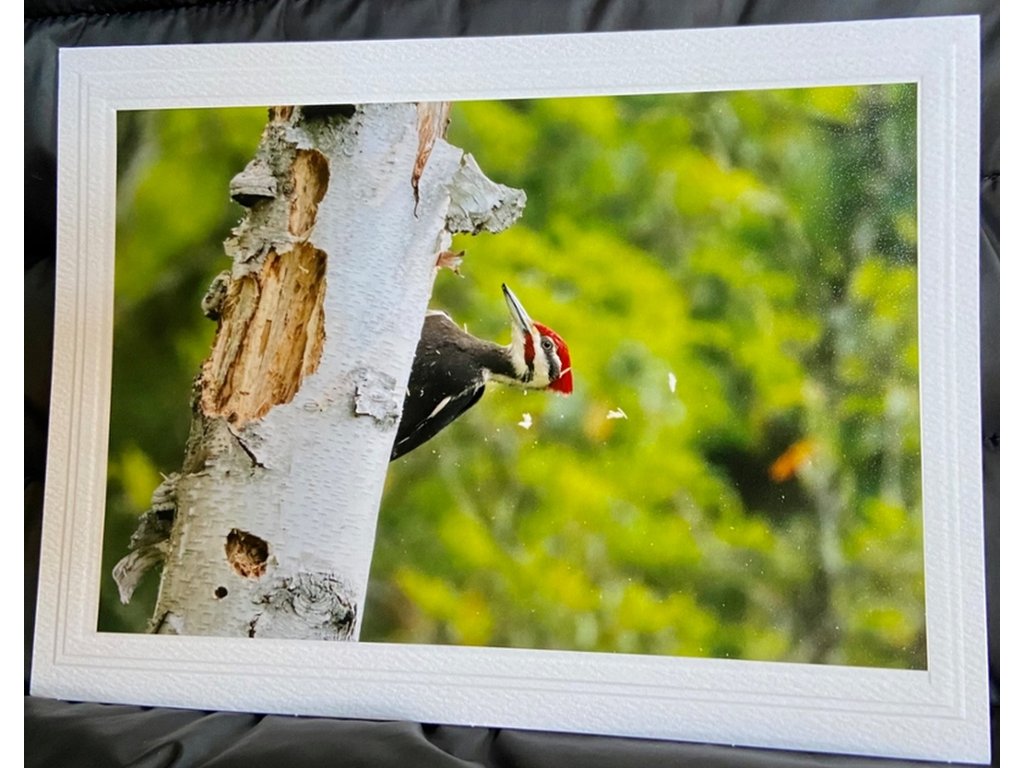 Pileated Woodpecker II Greeting Card- Blank Inside