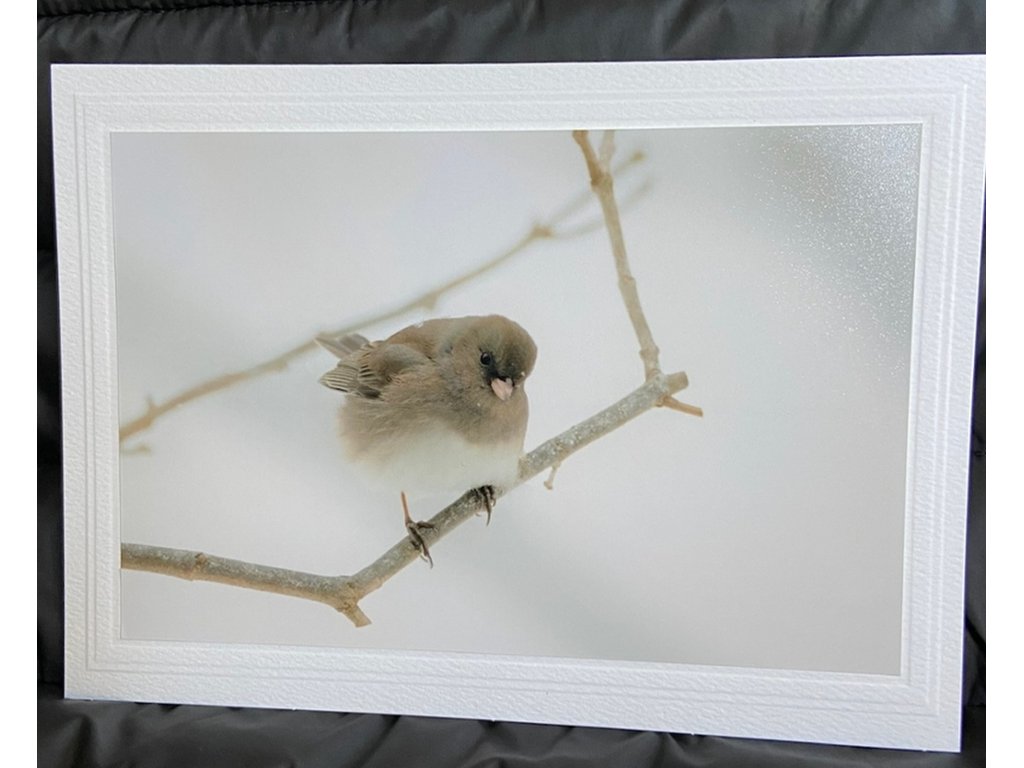 Dark-Eyed Junco Greeting Card- Blank Inside