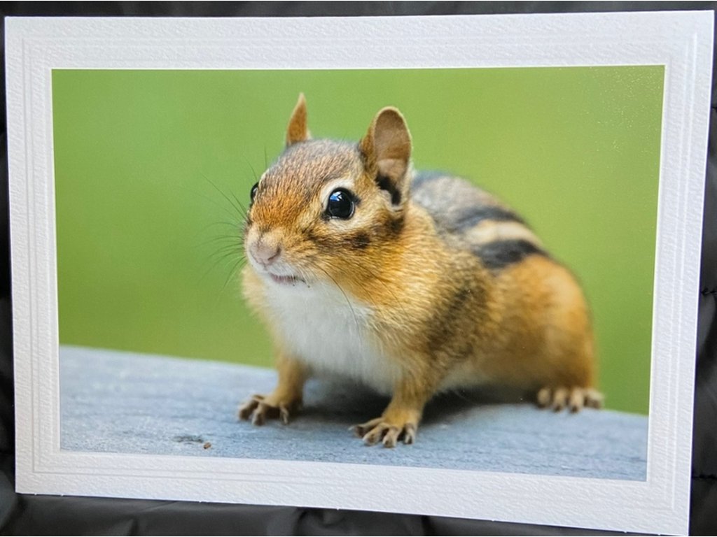 Cute Chipmunk Greeting Card- Blank Inside
