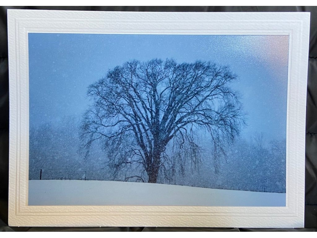 Snowy Tree Greeting Card- Blank Inside