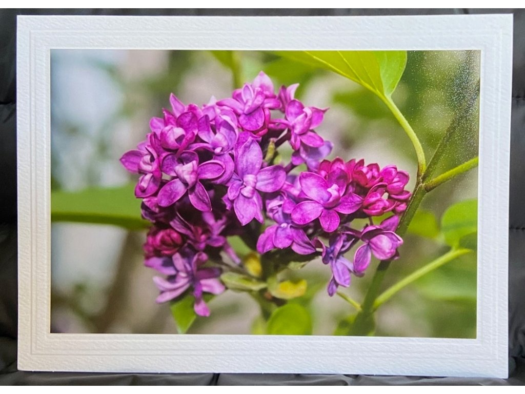 Lilacs in Bloom Greeting Card- Blank Inside