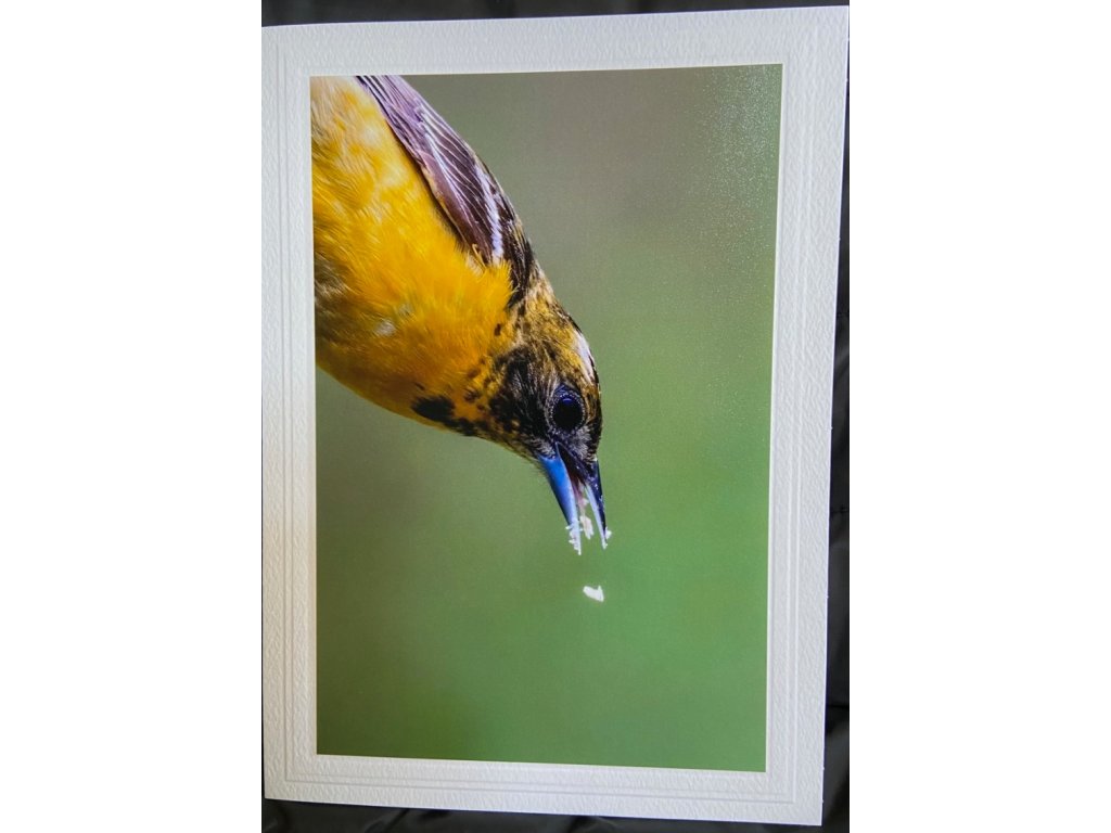 Hungry Baltimore Oriole Greeting Card- Blank Inside