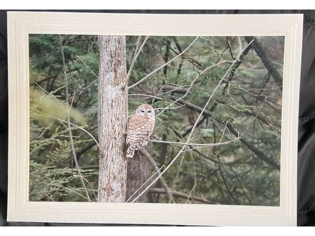 Barred Owl II Greeting Card- Blank Inside