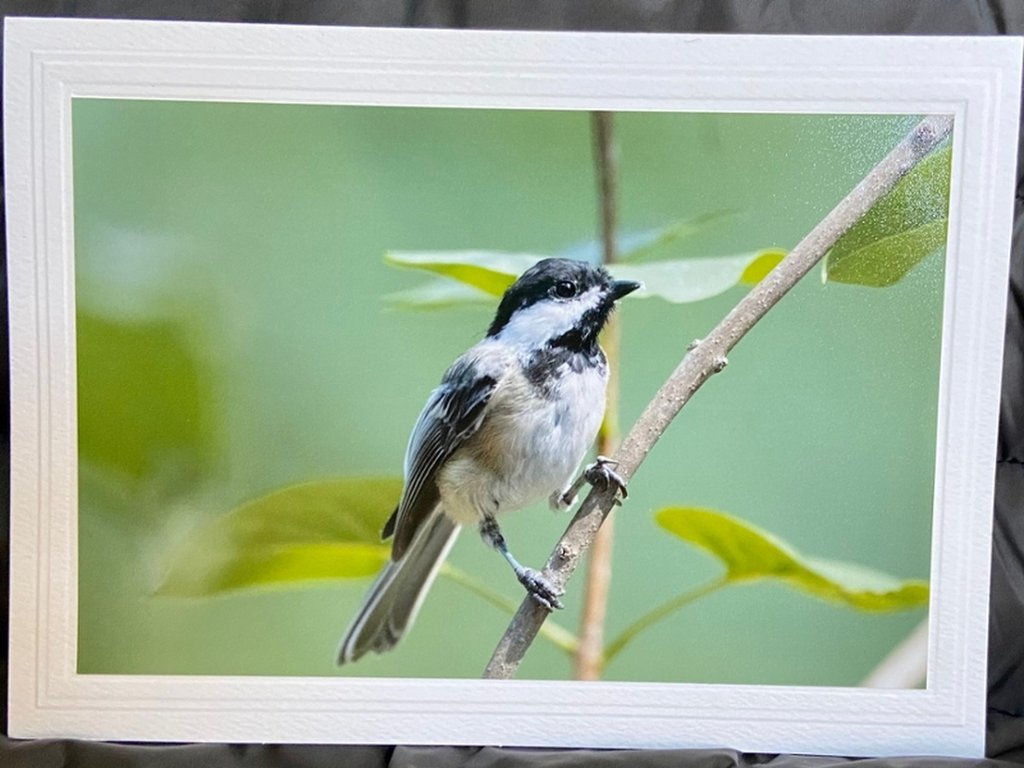 Sweet Chickadee Greeting Card- Blank Inside