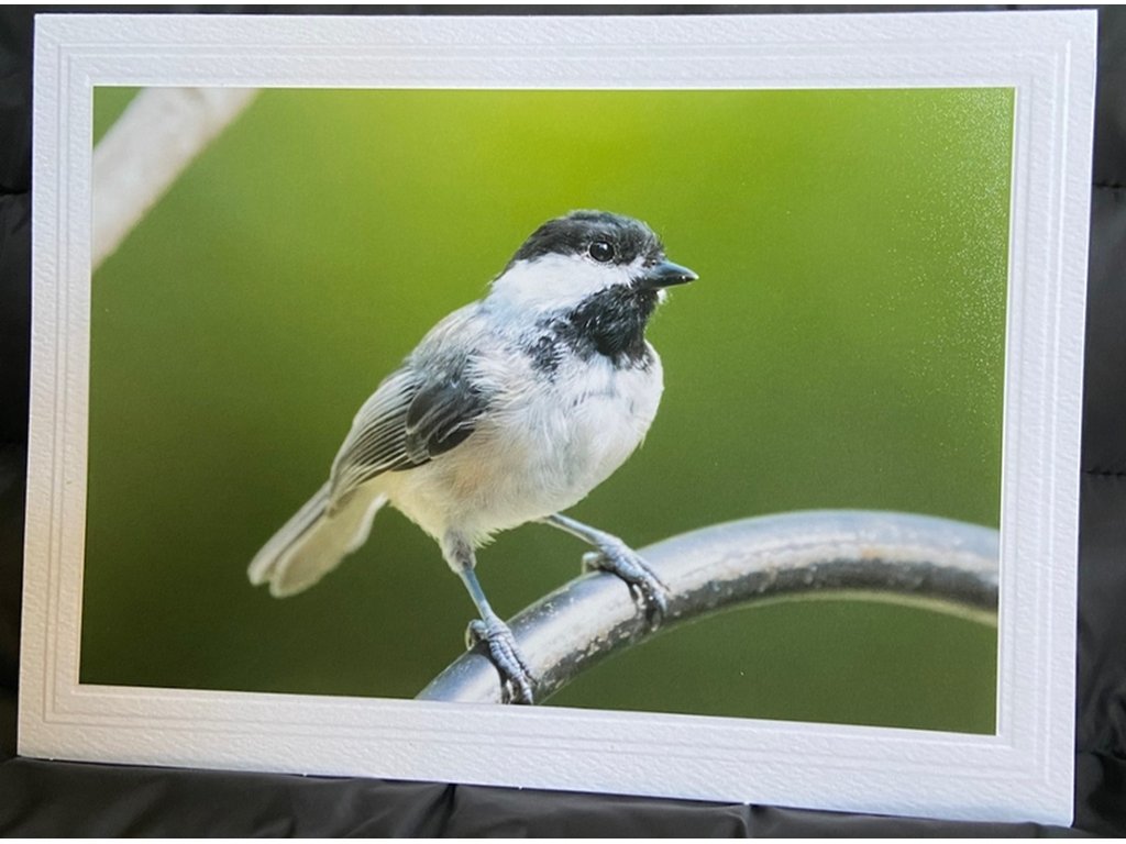Sweet Chickadee II Greeting Card- Blank Inside
