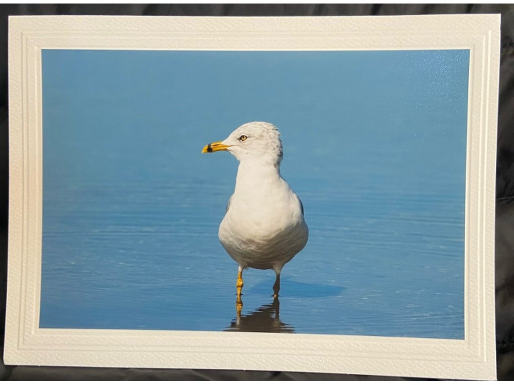 Seagull Greeting Card- Blank Inside