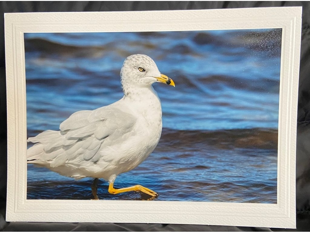 Seagull II Greeting Card- Blank Inside