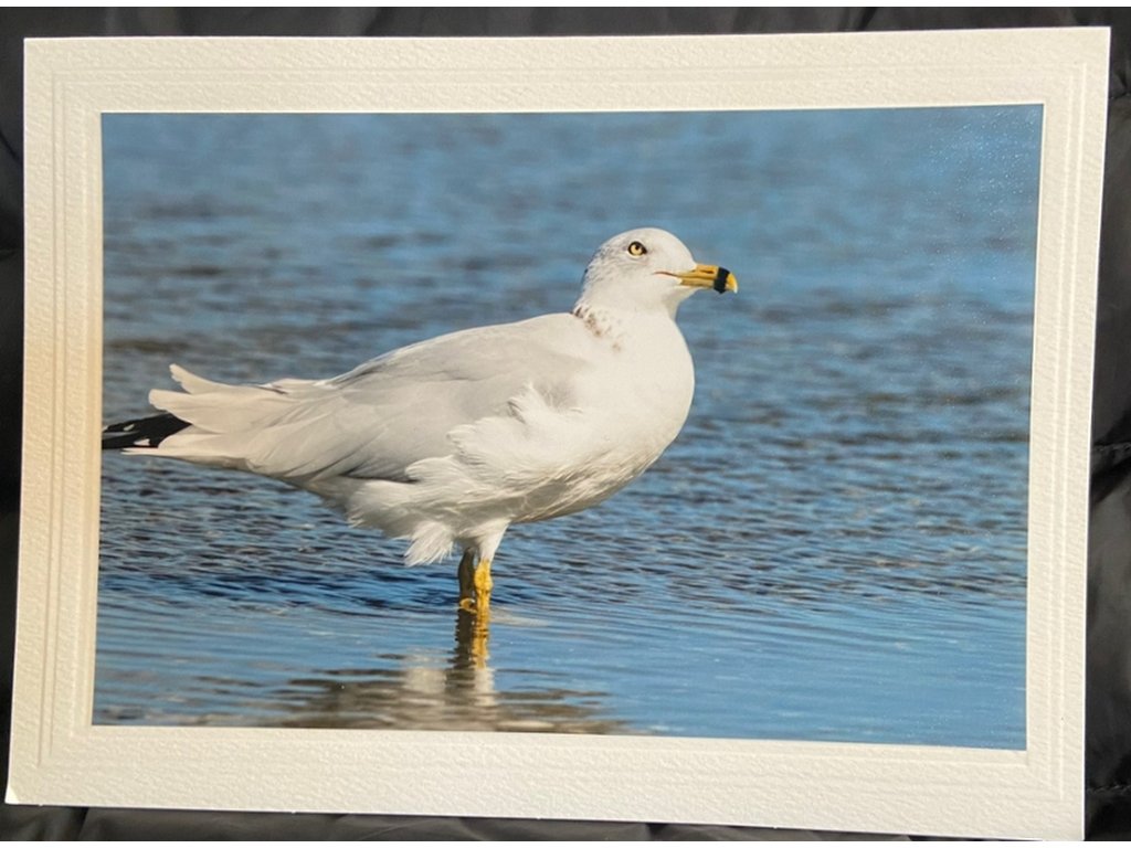 Seagull III Greeting Card- Blank Inside