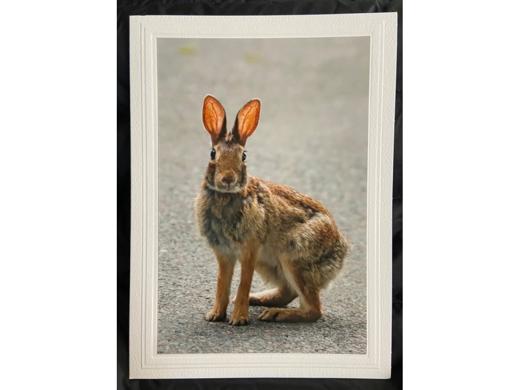 Peter Cottontail Greeting Card- Blank Inside
