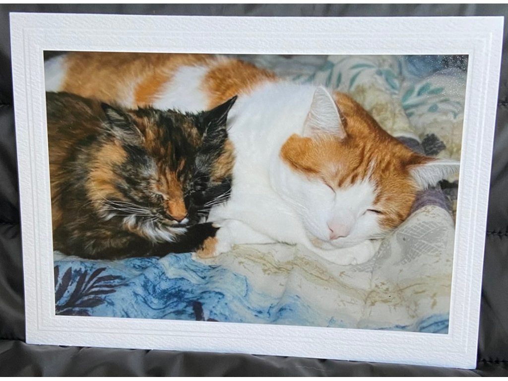 Cat Lovers Greeting Card- Blank Inside