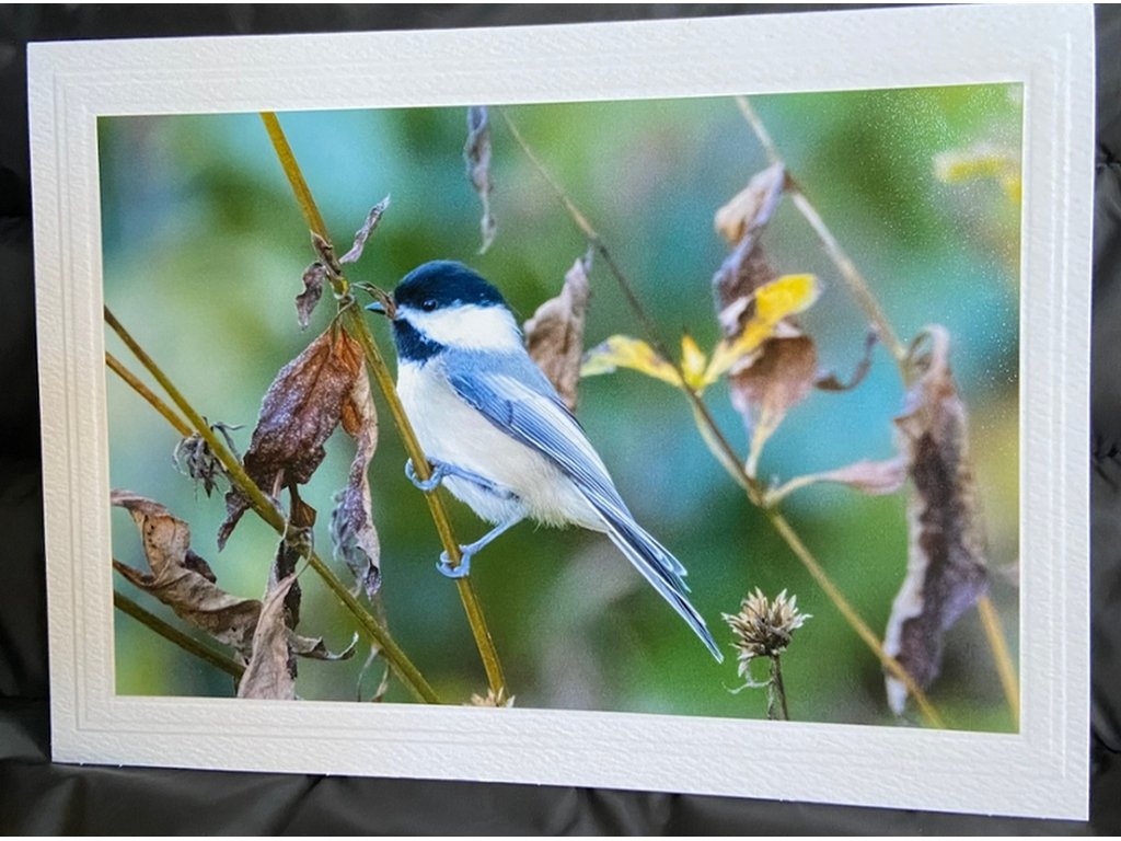 Sweet Chickadee III Greeting Card- Blank Inside