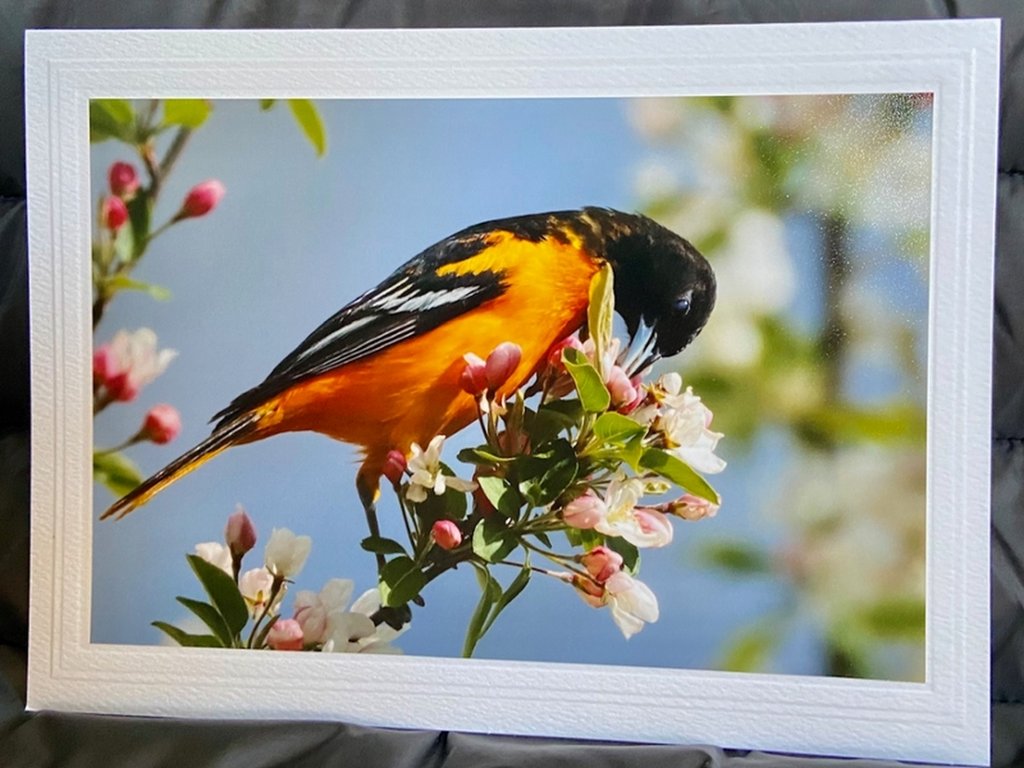 Curious Baltimore Oriole Greeting Card- Blank Inside