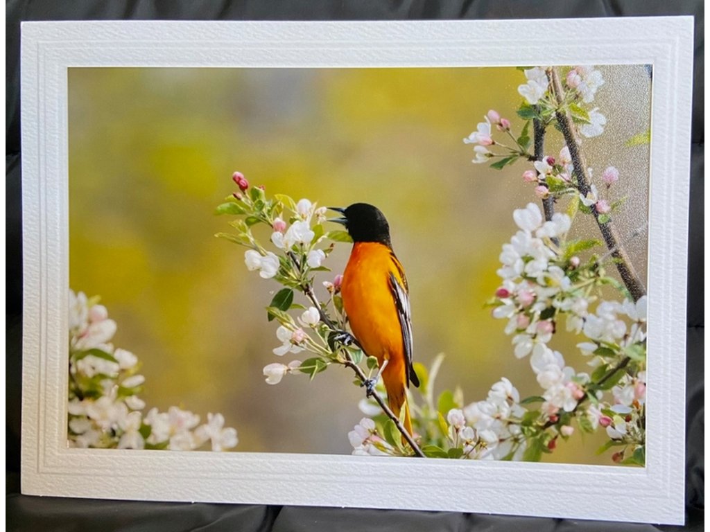Cherry Blossoms Greeting Card- Blank Inside