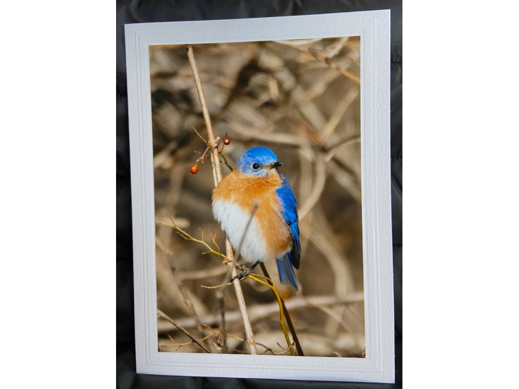 Bright Bluebird Greeting Card- Blank Inside