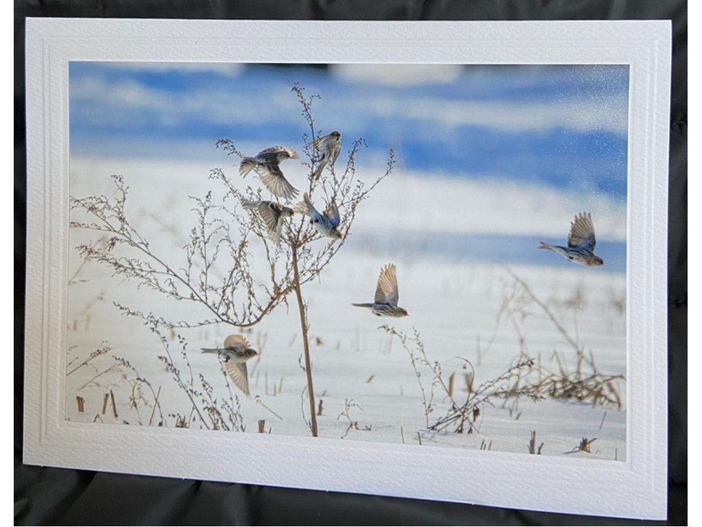Common Redpolls Greeting Card- Blank Inside