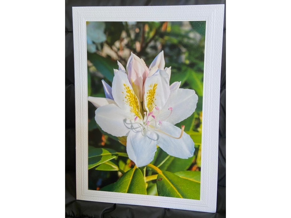 Pretty in Pink Greeting Card- Blank Inside