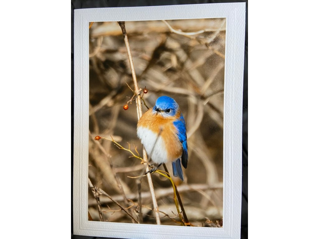 Bright Bluebird II Greeting Card- Blank Inside