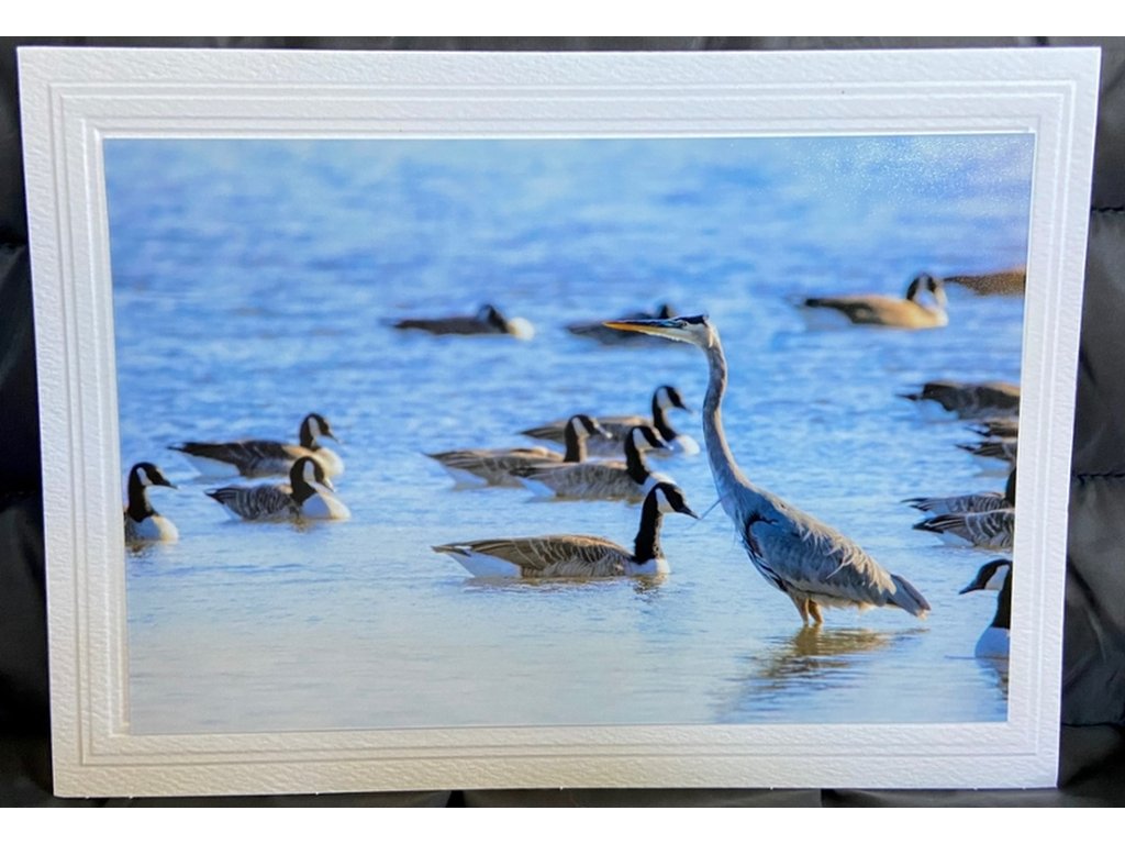 Great Blue Heron Greeting Card- Blank Inside